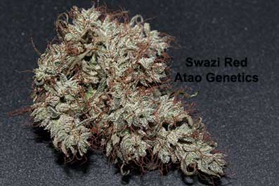 Swazi Red IBL