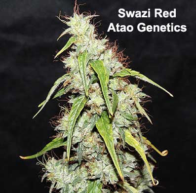 Swazi Red IBL