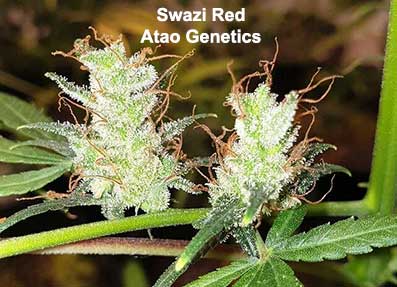 Swazi Red IBL