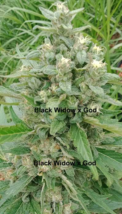 Black Widow x God