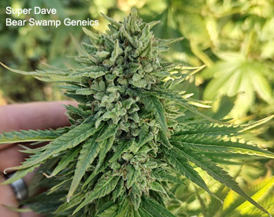 Super Dave by Bear Swamp Genetics