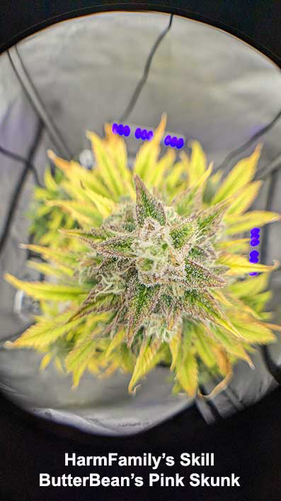 ButterBean's Pink Skunk