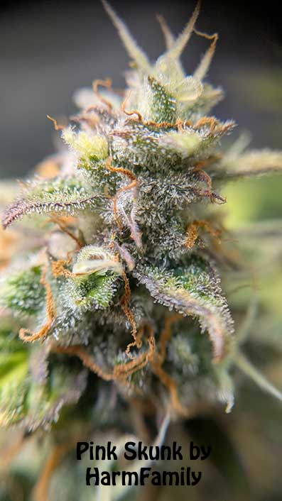 Pink Skunk ButterBean