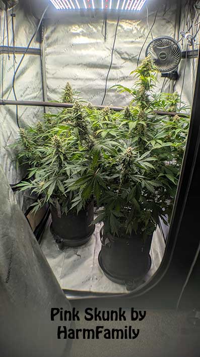 Pink Skunk ButterBean