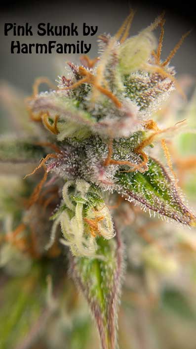 Pink Skunk ButterBean