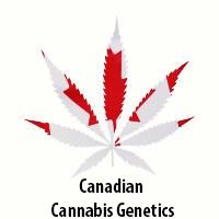 Canadian Cannabis Genetics