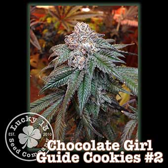 Chocolate Girl Guide Cookies #2