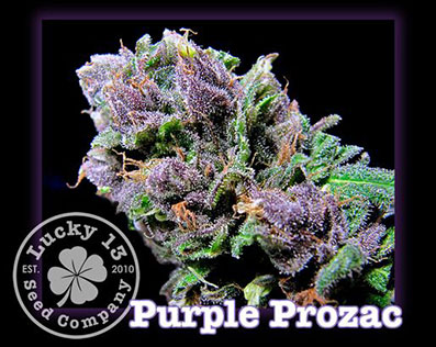 Purple Prozac