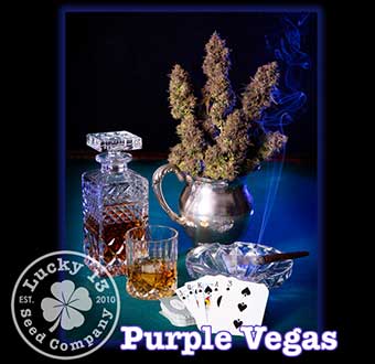 Purple Vegas