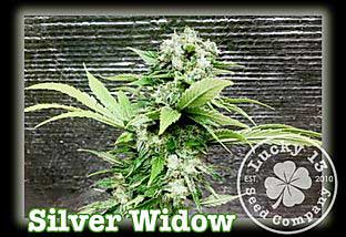 Silver Widow