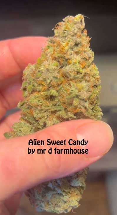 Alien Sweet Candy