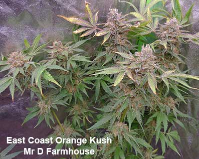 East Coast Orange Kush