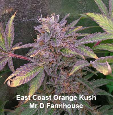 East Coast Orange Kush