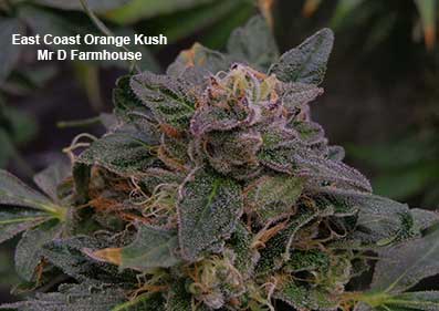 East Coast Orange Kush