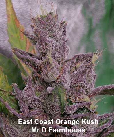 East Coast Orange Kush