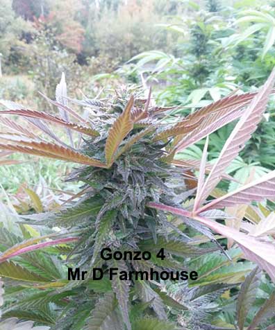 Gonzo 4 Mr D Farmhouse