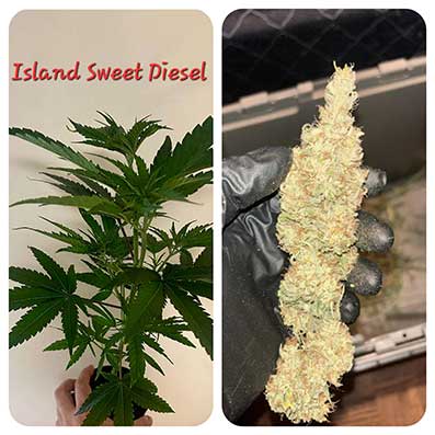 Island Sweet Diesel