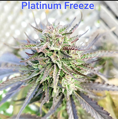Platinum Freeze