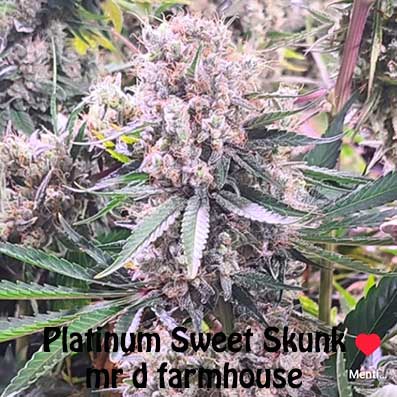 Platinum Sweet Skunk