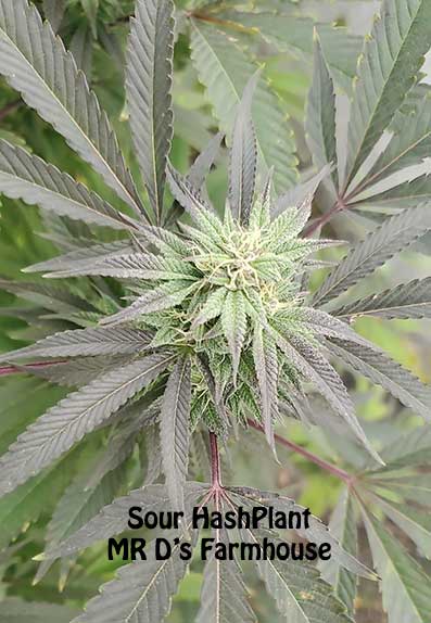 Sour HashPlant by Mr D