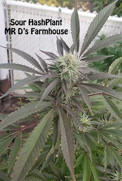 Sour HashPlant by Mr D