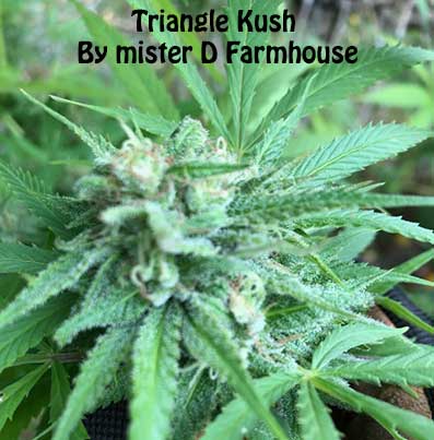 Triangle Kush