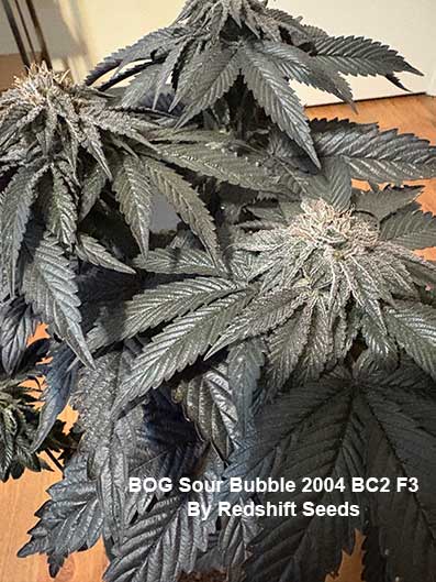 BOG Sour Bubble 2004 BC2 F3