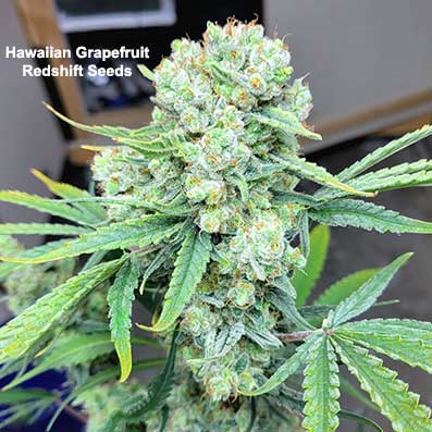 Hawaiian x Grapefruit by Redshift Seeds