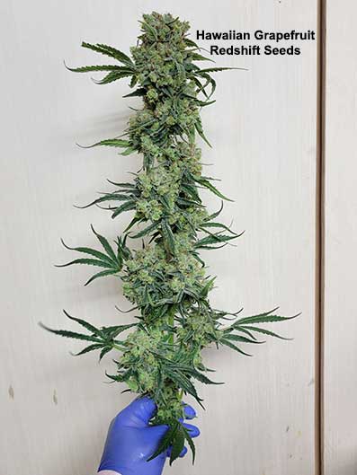 Hawaiian x Grapefruit by Redshift Seeds