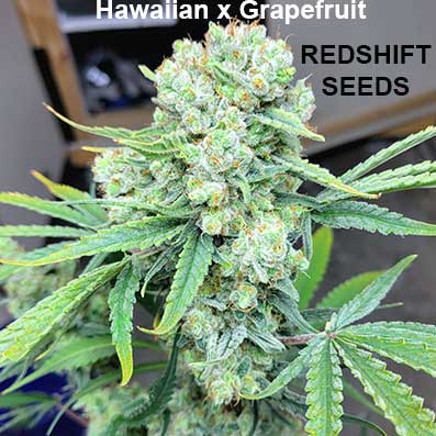 Hawaiian x Grapefruit by Redshift Seeds