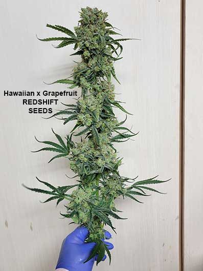 Hawaiian x Grapefruit by Redshift Seeds