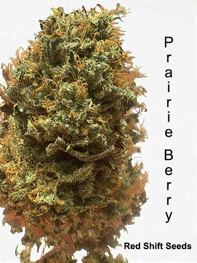 Prairie Berry by Red Shift Seeds