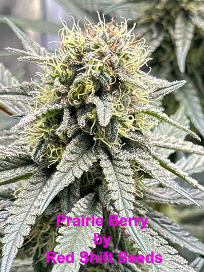 Prairie Berry by Red Shift Seeds