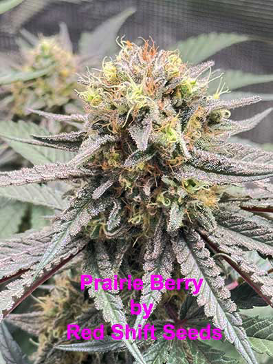 Prairie Berry by Red Shift Seeds