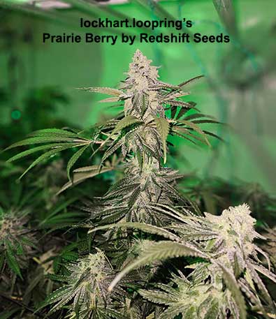 Redshift Prairie Berry