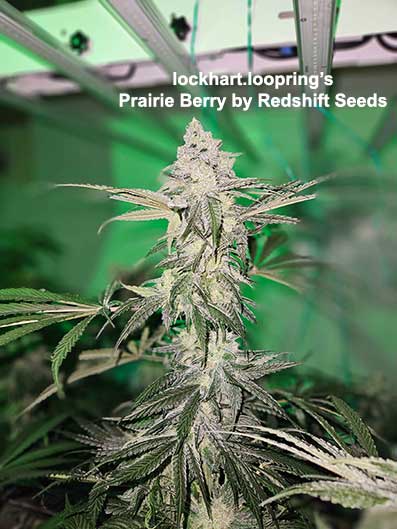 Redshift Prairie Berry