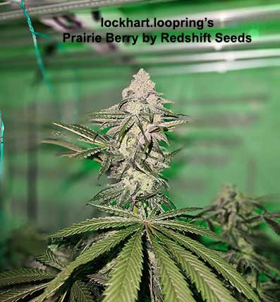 Redshift Prairie Berry