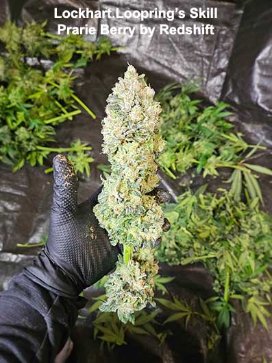 Prairie Berry Redshift Seeds