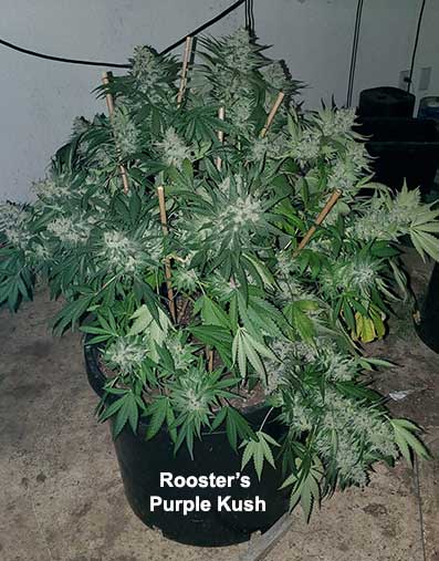Rooster's Purple Kush