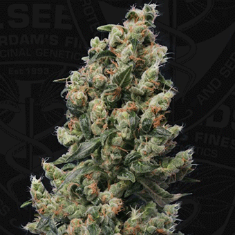 Kushage