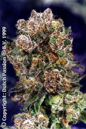 Blueberry Feminized