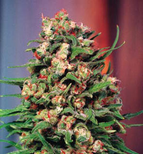 Skunk 1