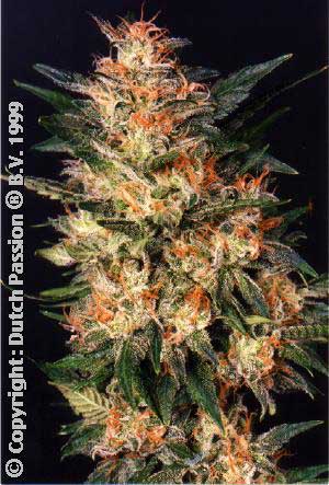 White Widow Feminized