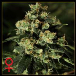 Jack Herer
