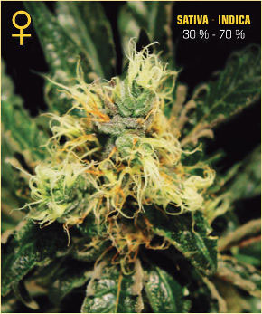 Pure Kush